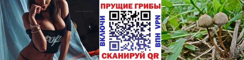 Галлюциногенные грибы Psilocybine cubensis  Купить  Новосокольники 